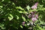 Syringa &times; henryi