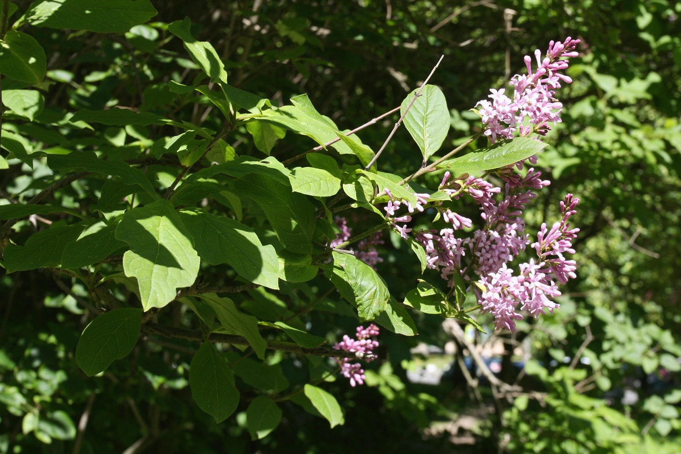 Image of Syringa &times; henryi specimen.