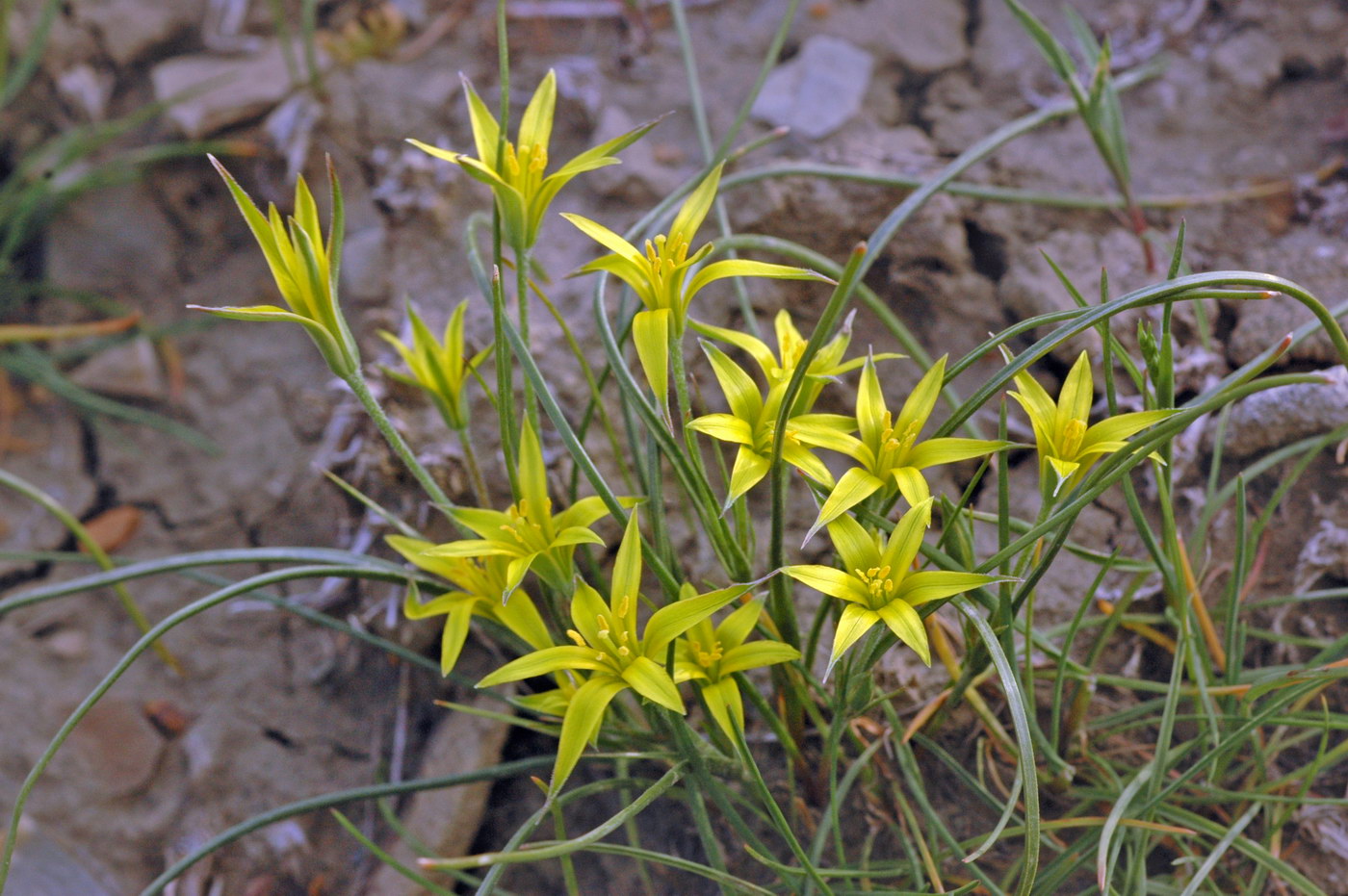 Изображение особи Gagea reticulata.