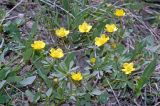 Ranunculus polyrhizos