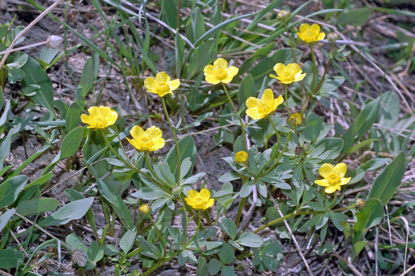 Изображение особи Ranunculus polyrhizos.