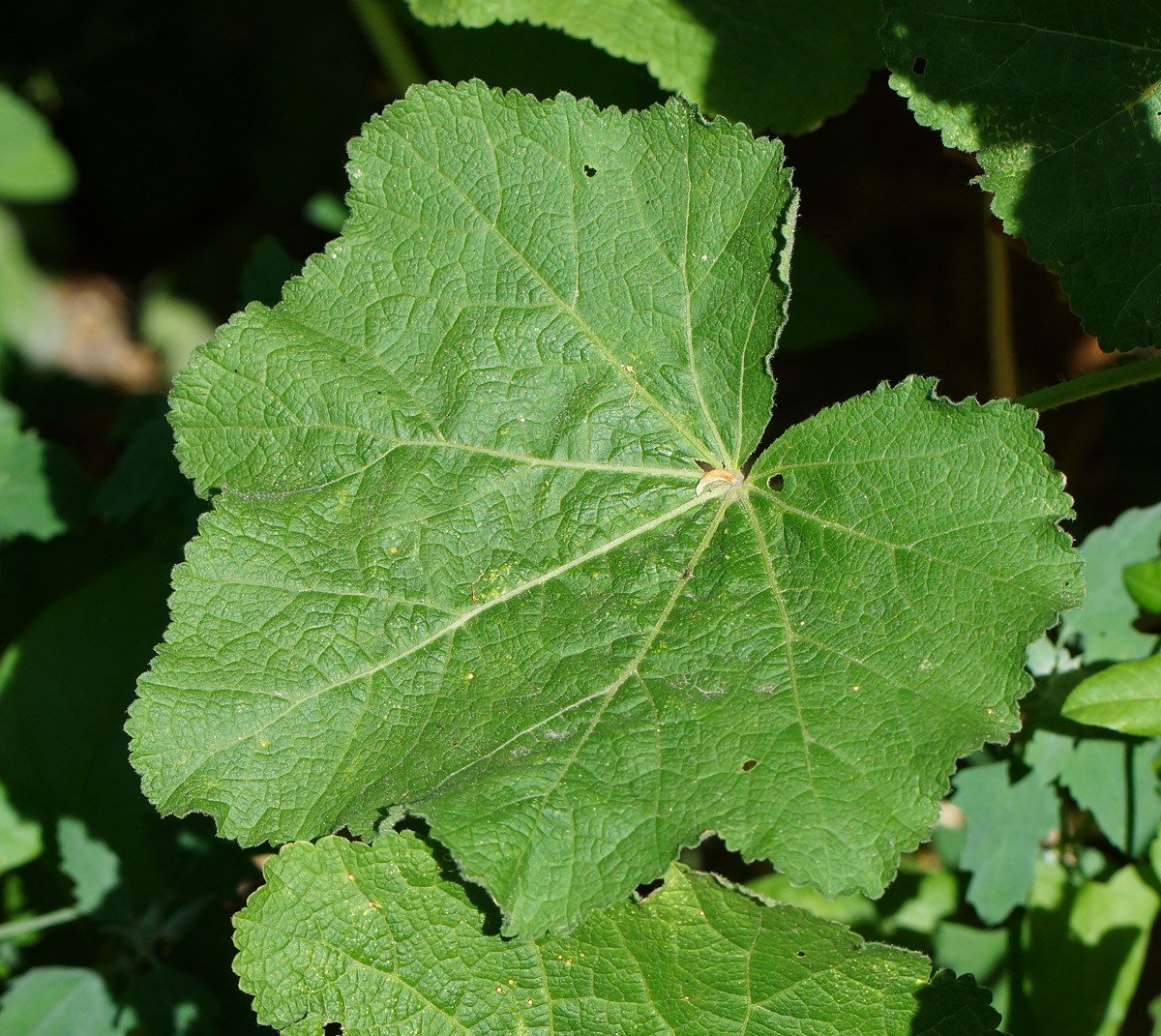 Изображение особи Alcea rosea.