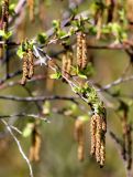 Betula turkestanica. Ветви с соцветиями. Казахстан, Туркестанская обл., пойма р. Жабаглы, ≈ 1300 м н.у.м., приречные тугайные заросли. 22 апреля 2020 г.