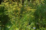 Pastinaca sylvestris