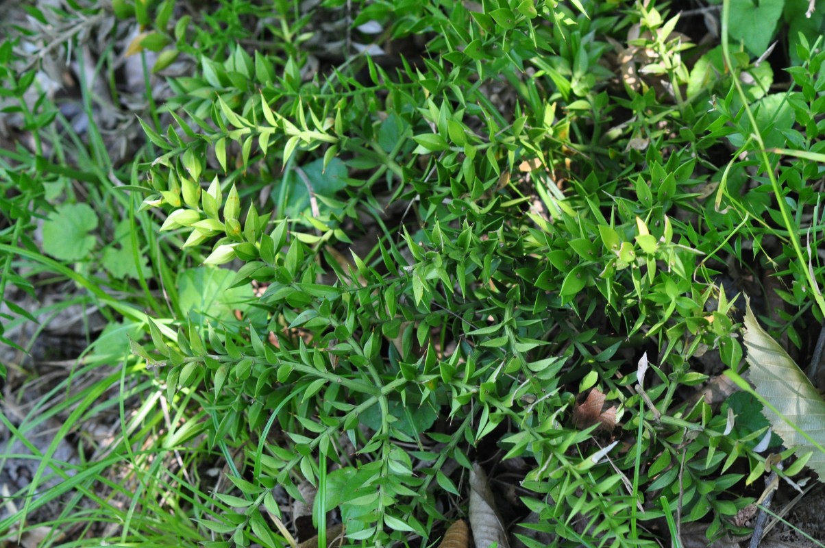 Image of Ruscus hyrcanus specimen.