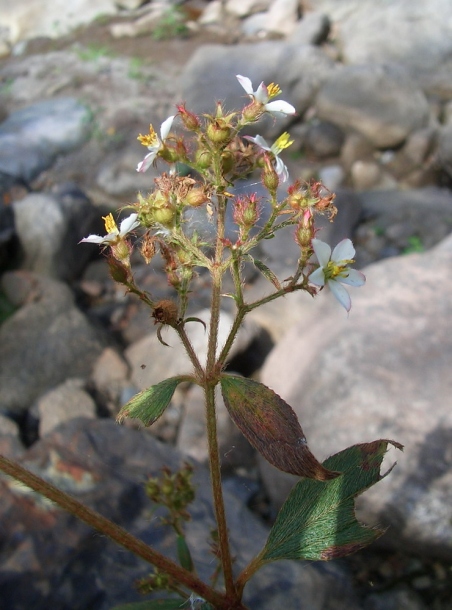 Image of Tibouchina longifolia specimen.