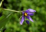 Solanum dulcamara