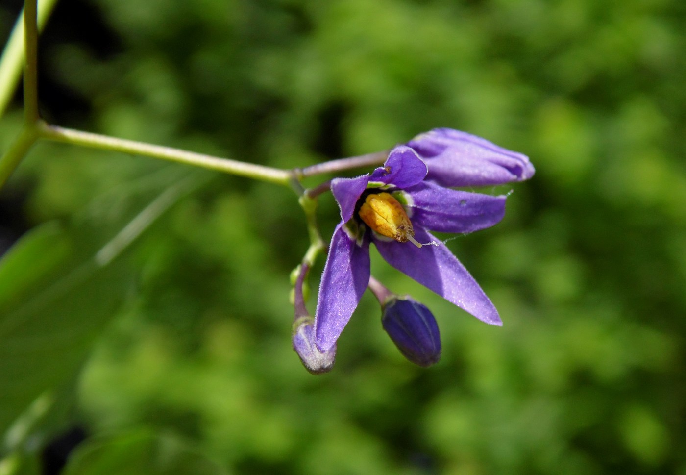 Image of Solanum dulcamara specimen.