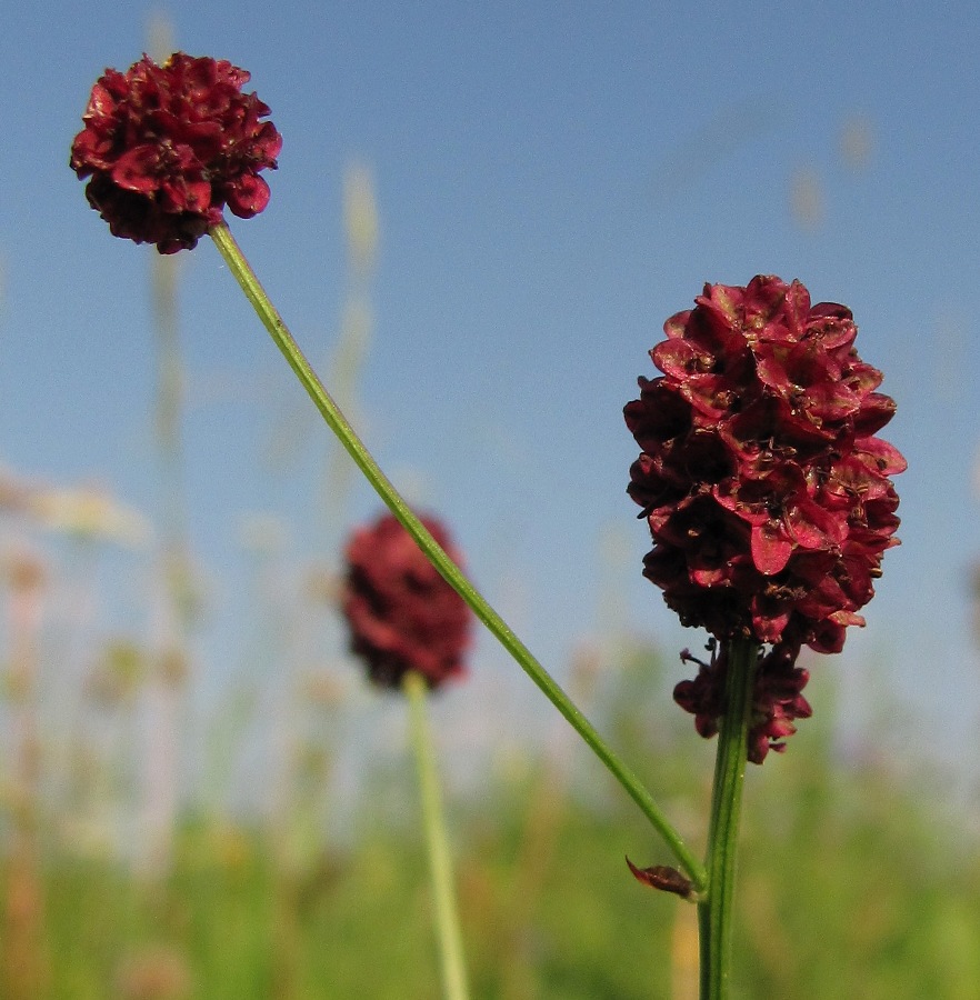 Image of Sanguisorba officinalis specimen.
