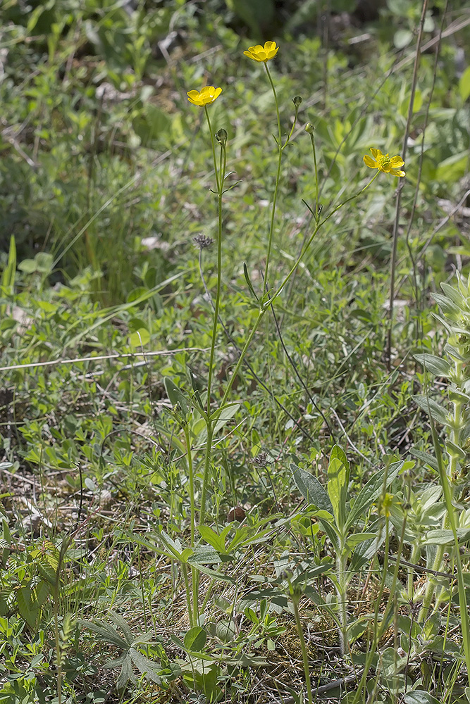 Image of Ranunculus polyanthemos specimen.