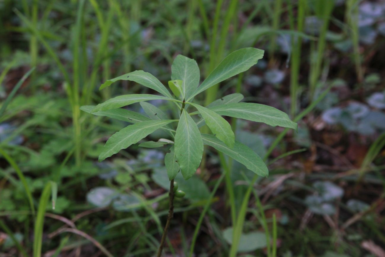 Image of Daphne mezereum specimen.