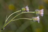 Erigeron acris. Верхушка растения с соцветиями. Башкортостан, окр. г. Стерлитамак, дно оврага, поляна среди древесно-кустарниковых зарослей, разнотравный луг. 30.06.2020.