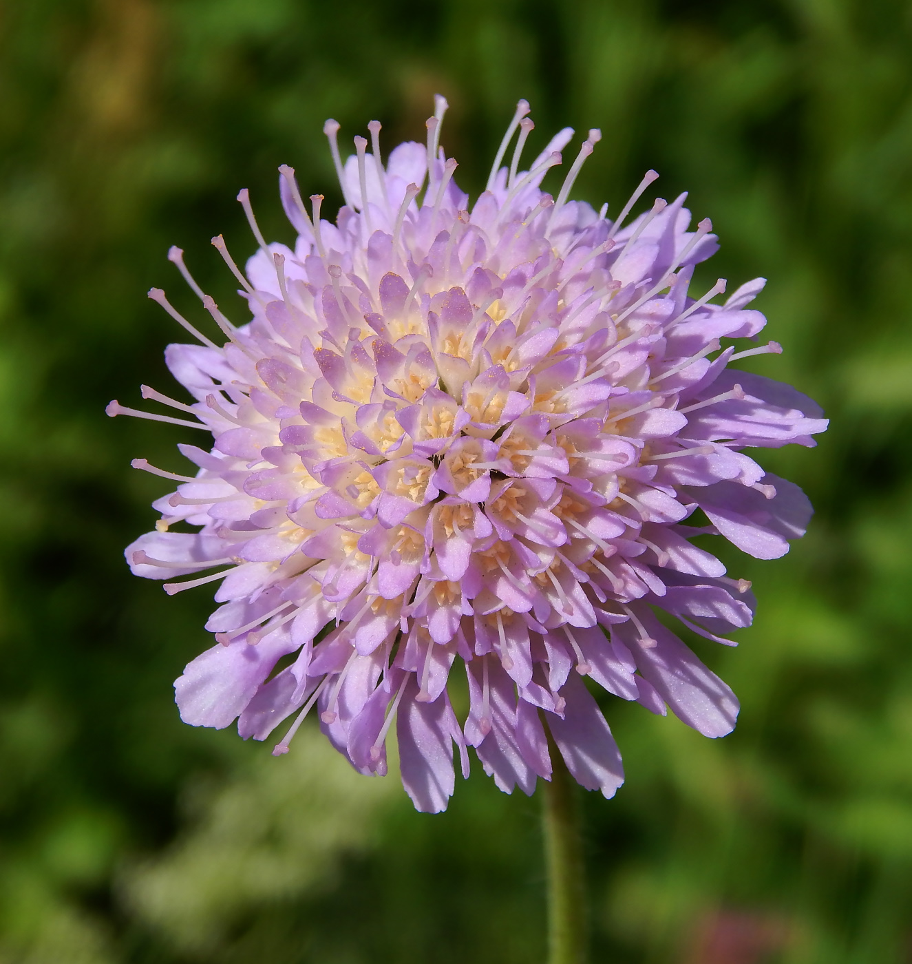 Image of Knautia arvensis specimen.