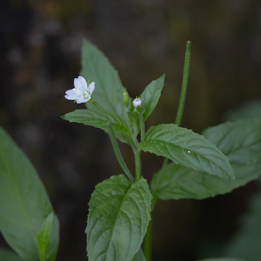 Изображение особи род Epilobium.