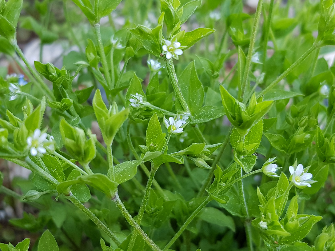 Изображение особи Moehringia trinervia.