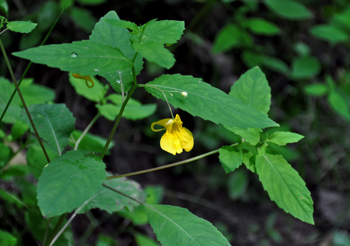 Image of Impatiens noli-tangere specimen.