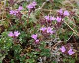 Thymus paucifolius