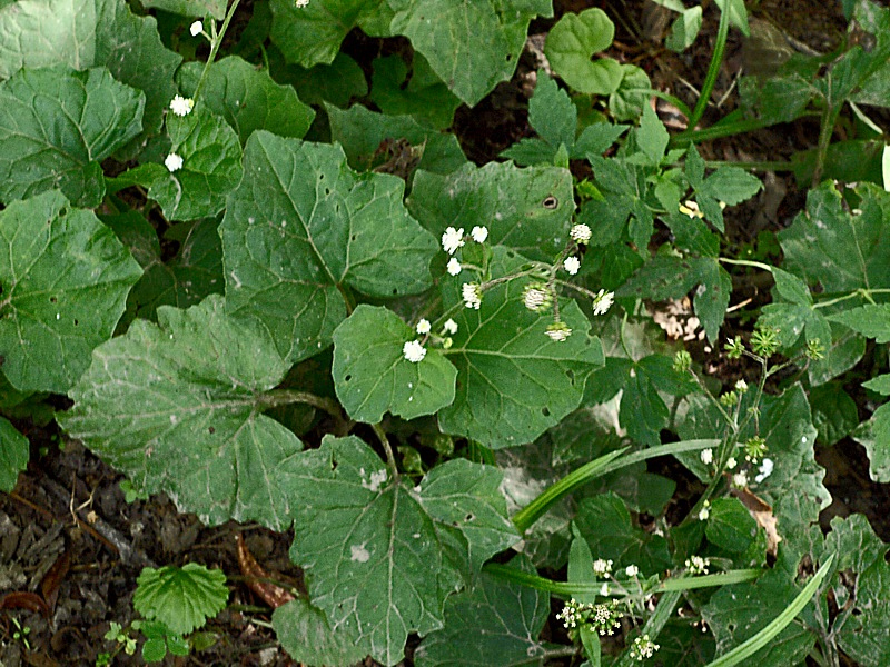 Image of Adenocaulon adhaerescens specimen.