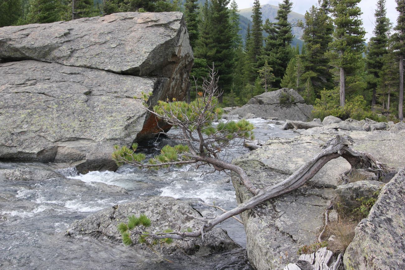 Image of Pinus sibirica specimen.