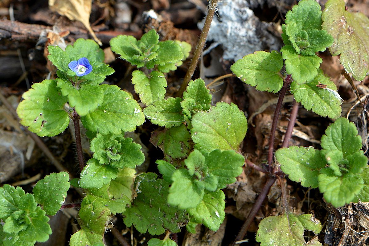 Image of Veronica persica specimen.