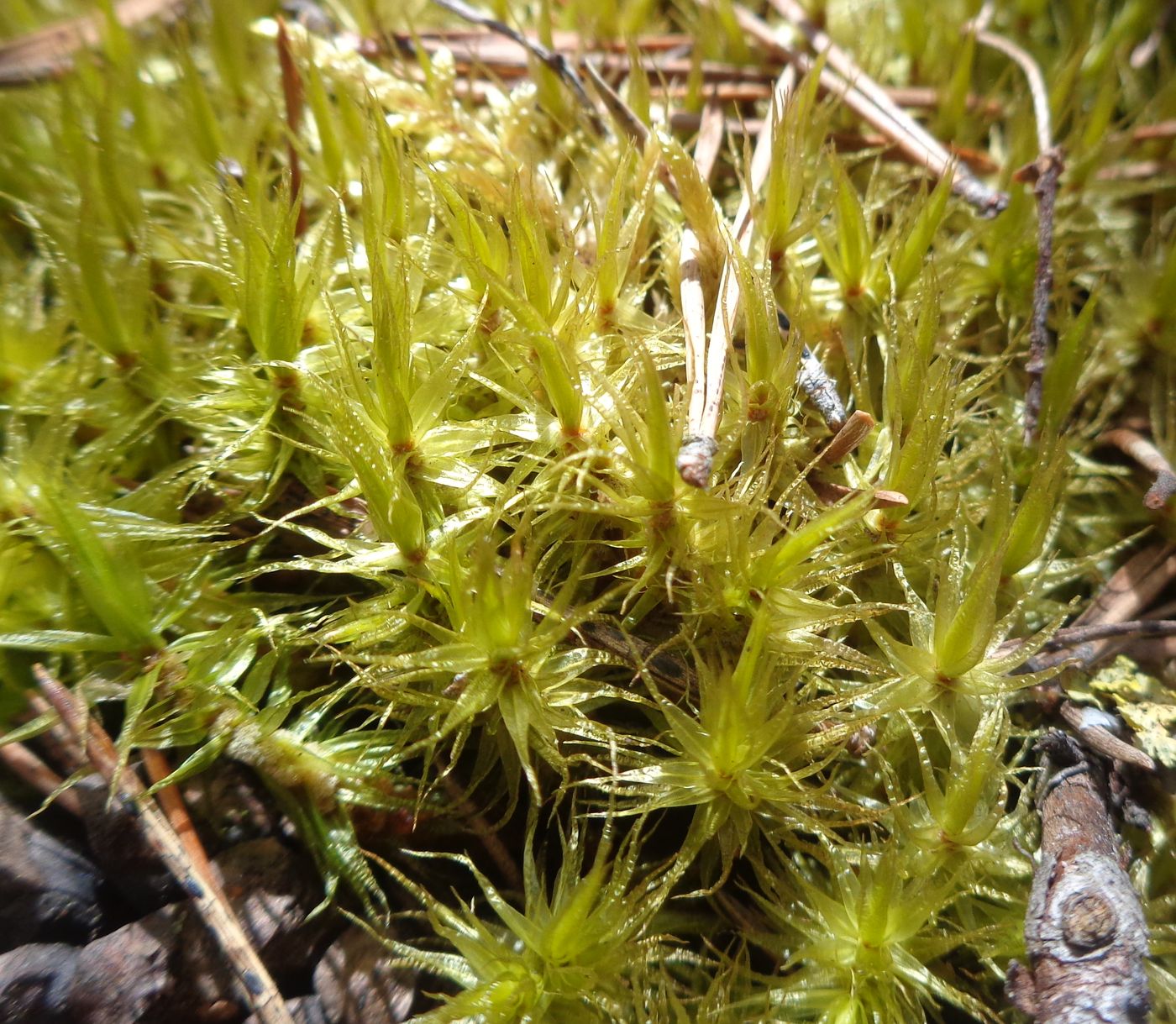 Image of Dicranum polysetum specimen.