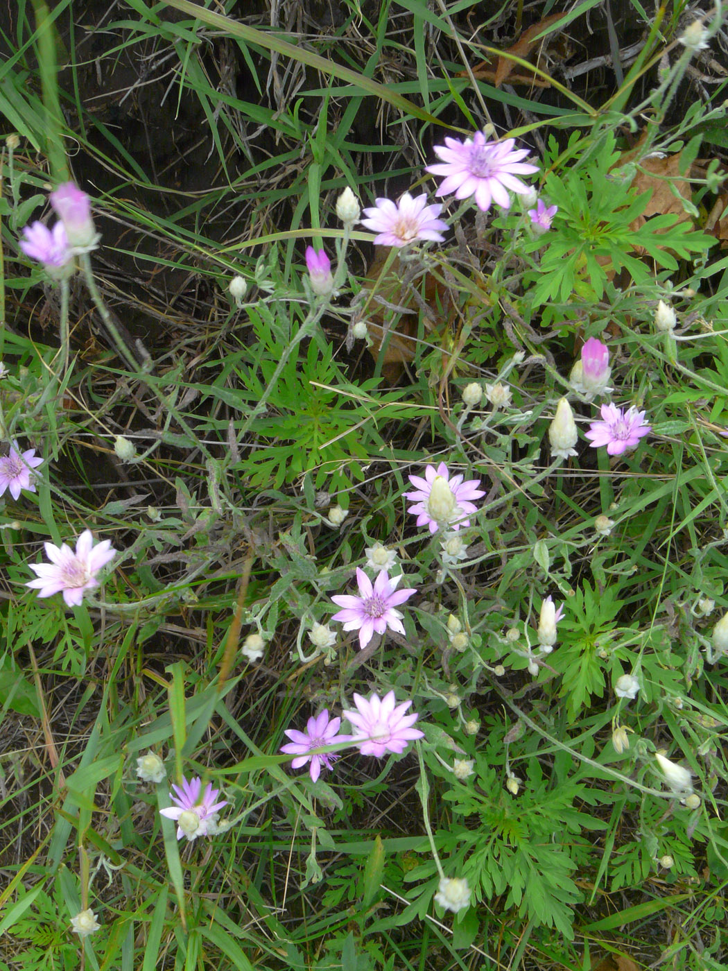 Image of Xeranthemum annuum specimen.