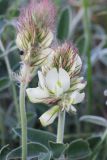 Hedysarum grandiflorum