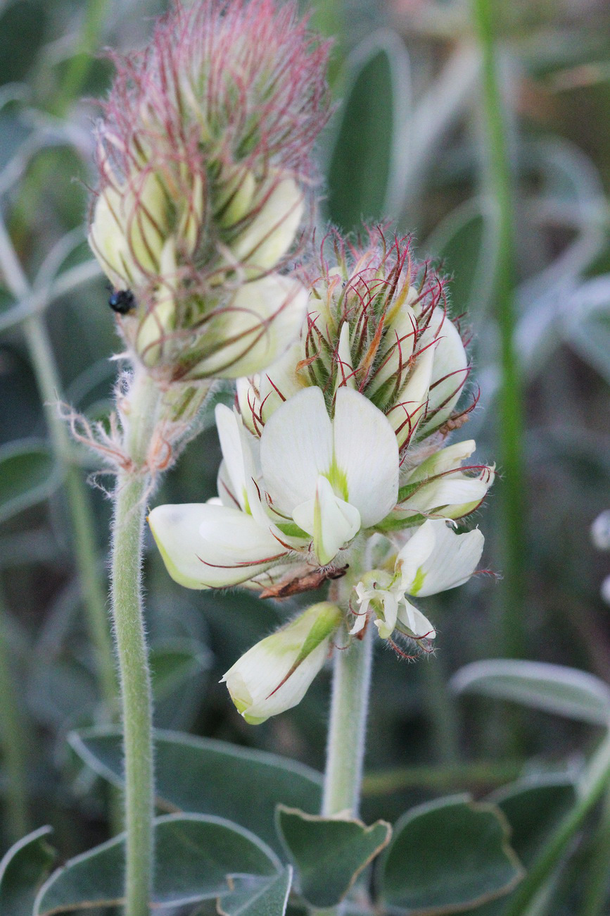 Image of Hedysarum grandiflorum specimen.