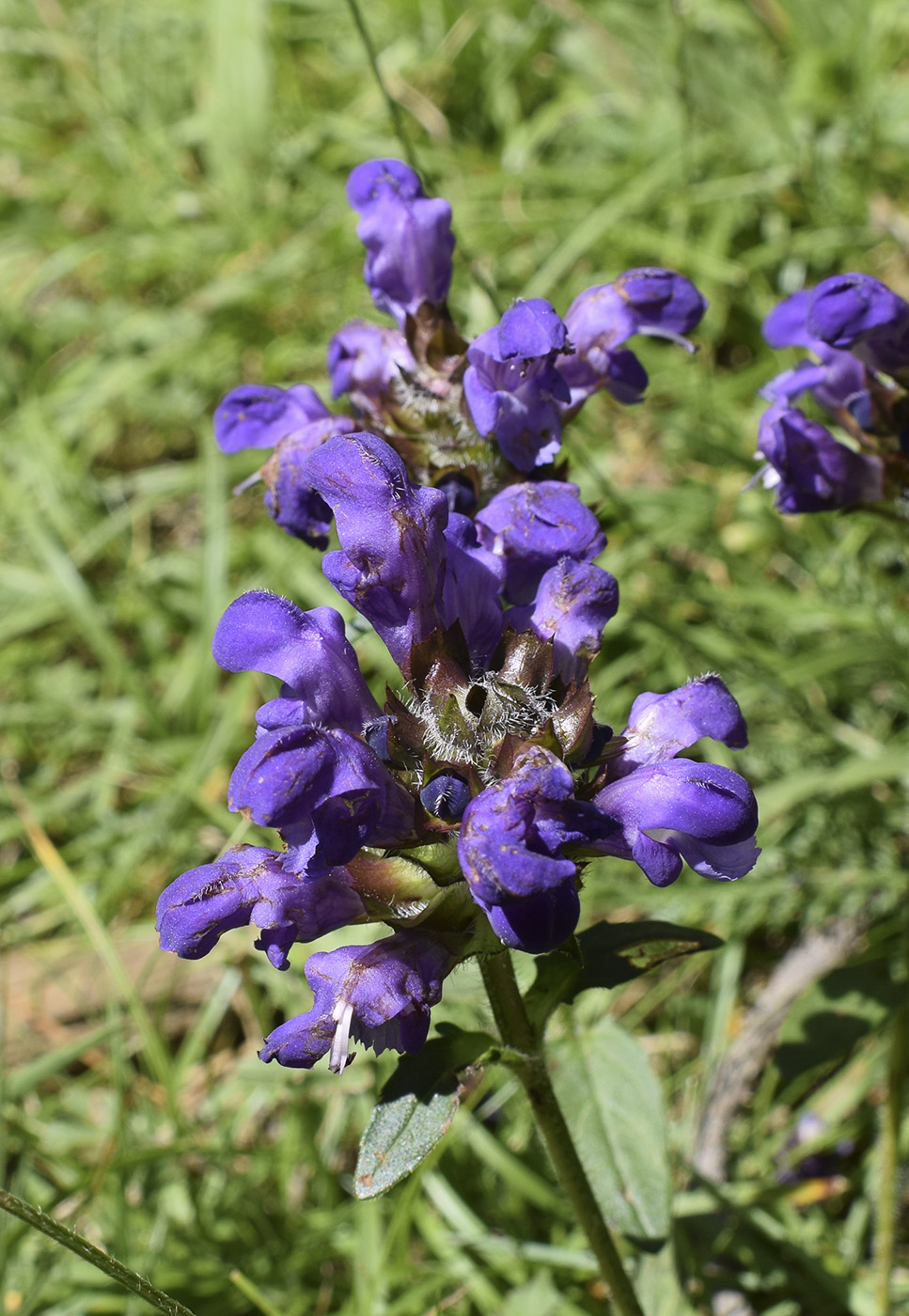 Image of Prunella grandiflora specimen.