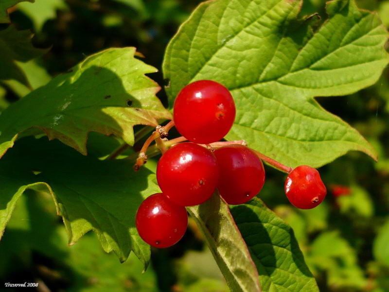 Image of Viburnum opulus specimen.