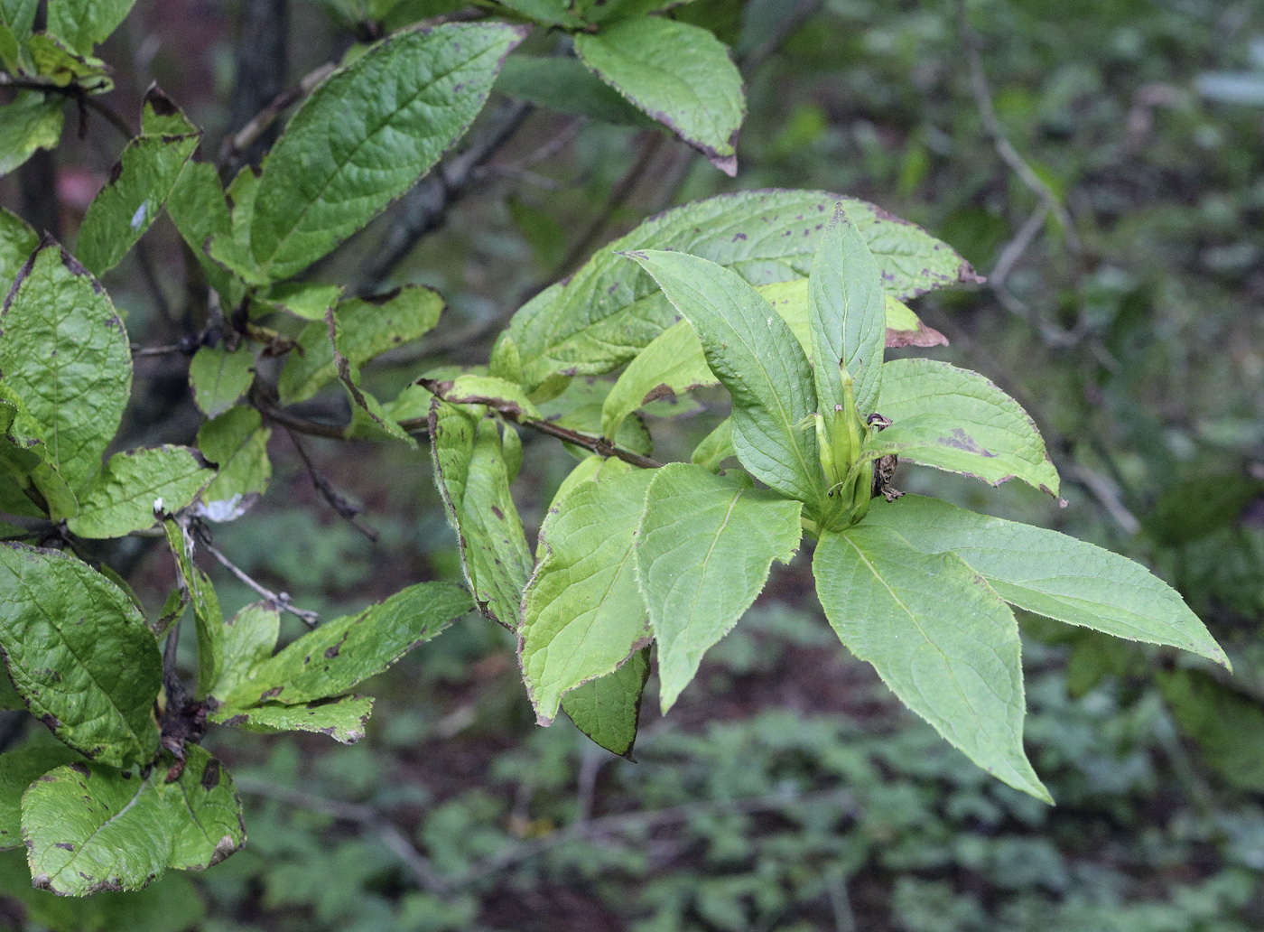 Image of Weigela middendorffiana specimen.