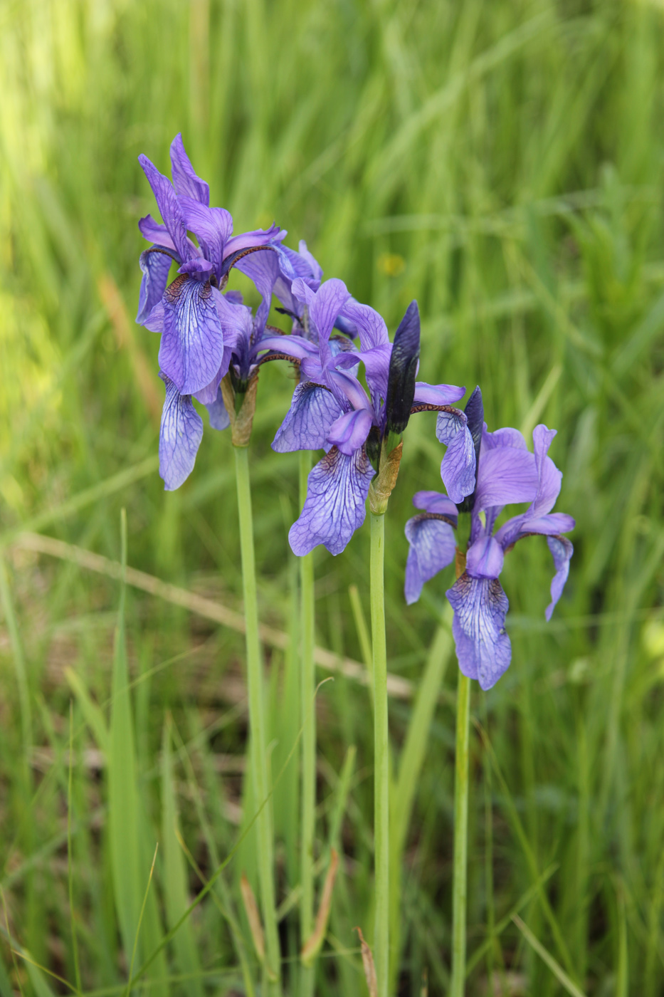 Изображение особи Iris sibirica.