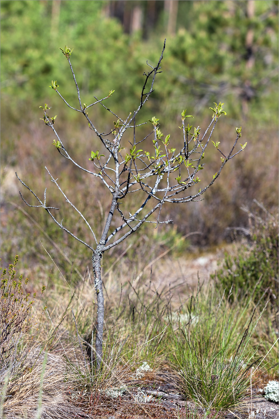 Изображение особи Frangula alnus.