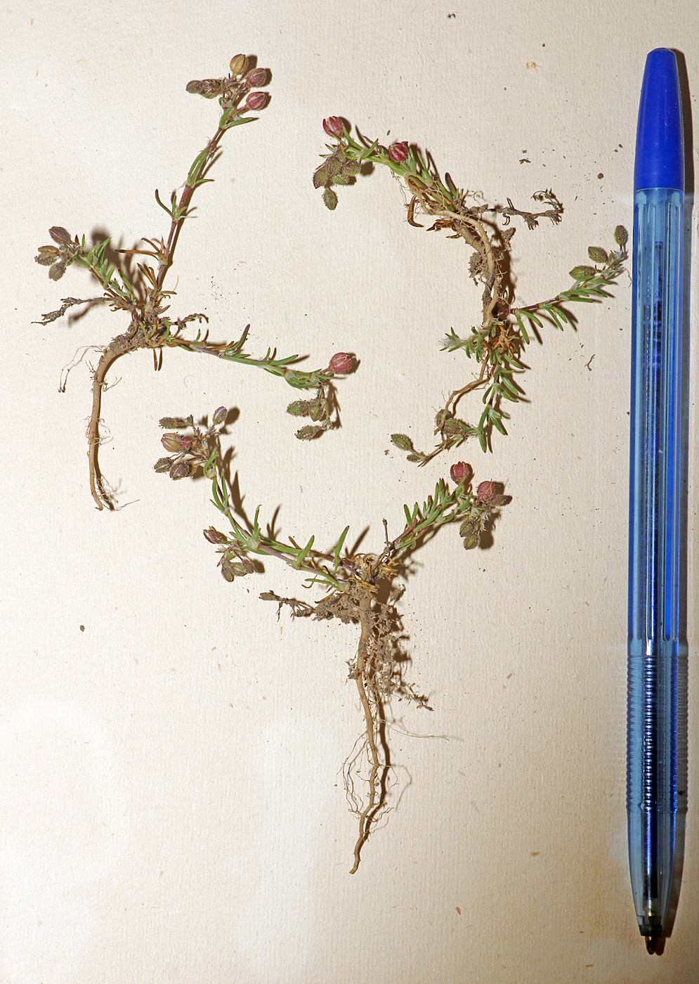 Image of Spergularia media specimen.
