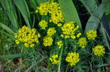 Euphorbia cyparissias. Верхушки побегов с соцветиями. Московская обл., г. Железнодорожный, в культуре. 26.05.2020.