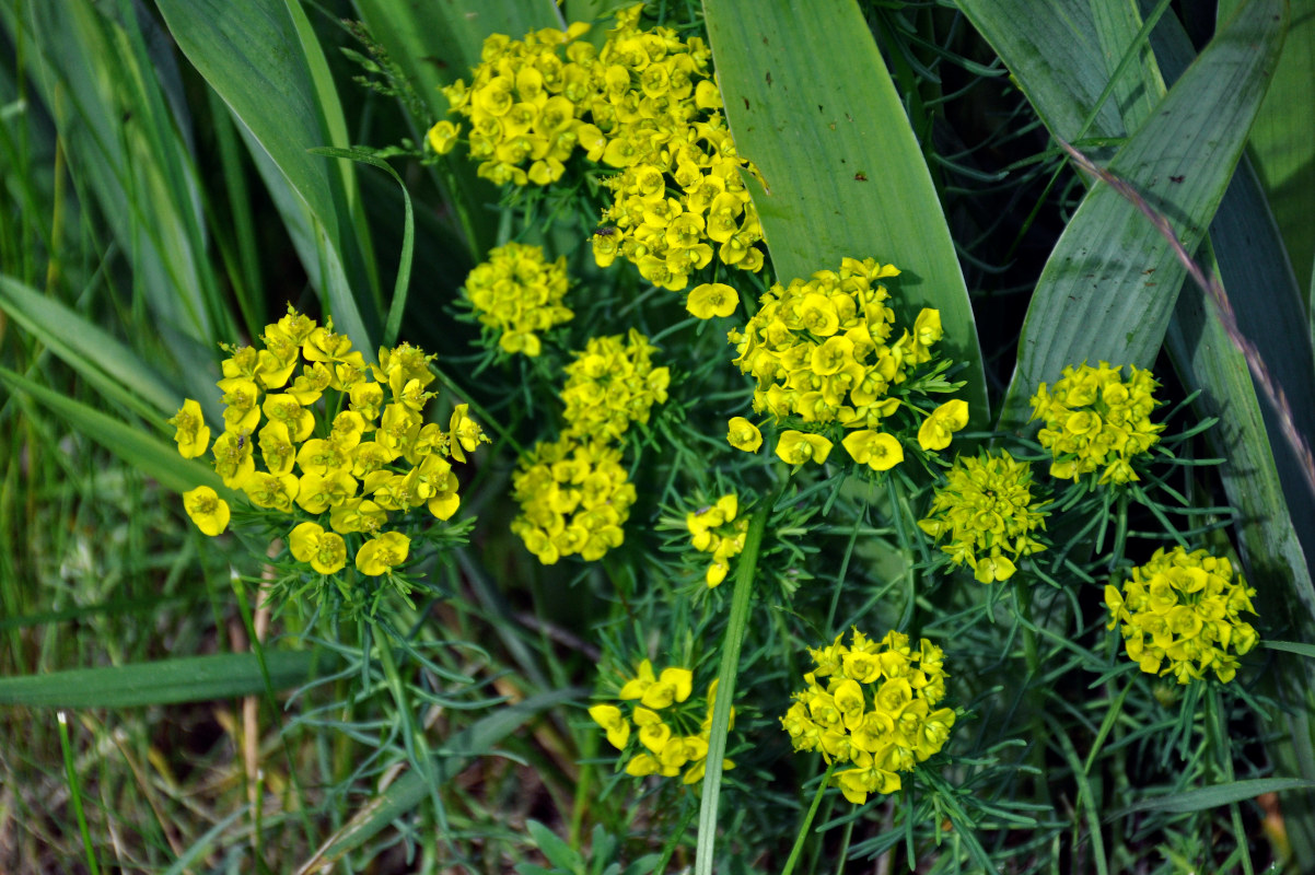 Изображение особи Euphorbia cyparissias.