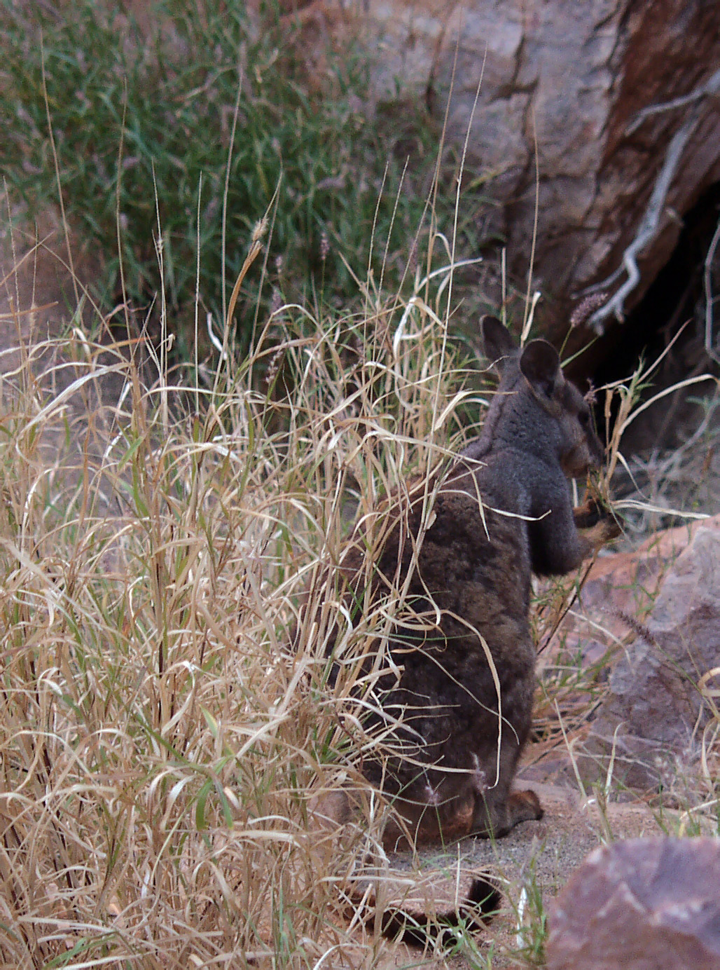 Image of genus Astrebla specimen.