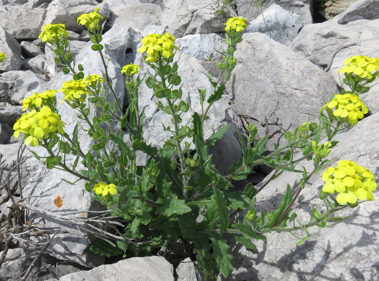 Image of Biscutella cichoriifolia specimen.