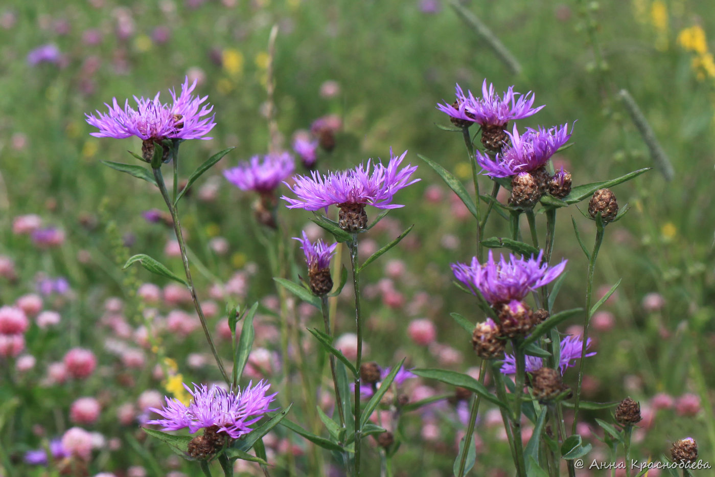 Изображение особи Centaurea jacea.