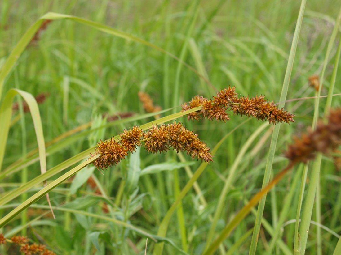 Image of Carex vulpina specimen.