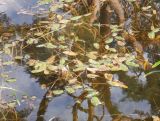 Potamogeton natans. Вегетирующие растения. Тверская обл., Торжокский р-н, пос. Раёк, усадьба Знаменское-Раёк, Палатный пруд. 29 августа 2021 г.