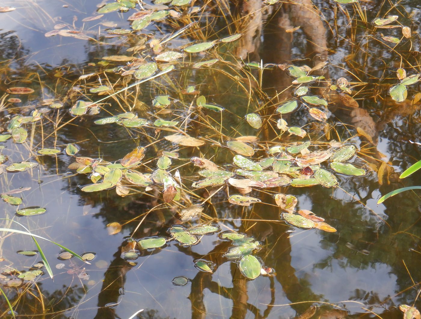 Изображение особи Potamogeton natans.