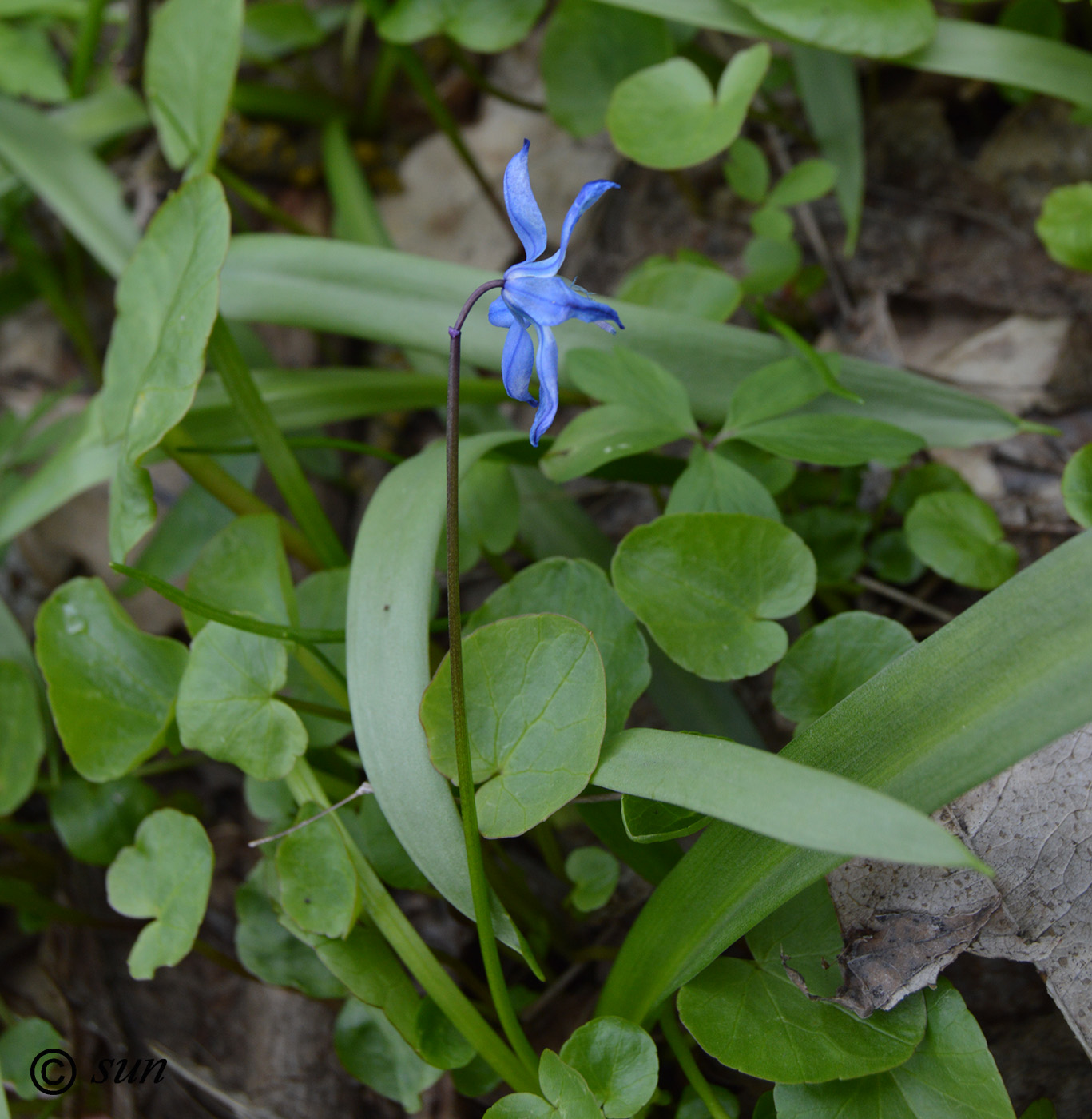 Image of Scilla siberica specimen.