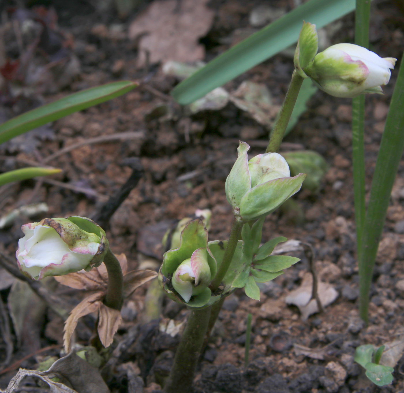 Image of Helleborus niger specimen.