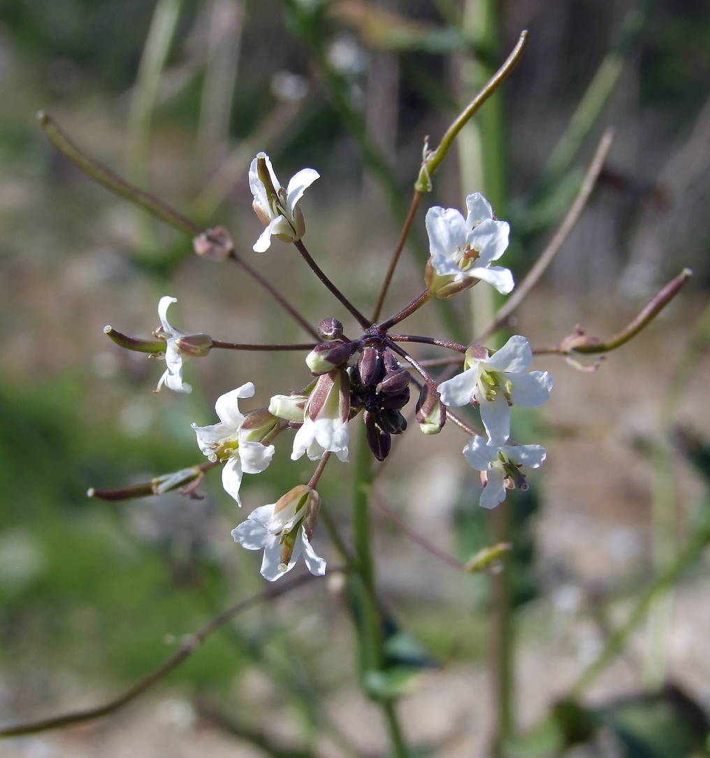 Изображение особи Arabis pendula.