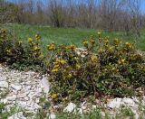 Mahonia aquifolium