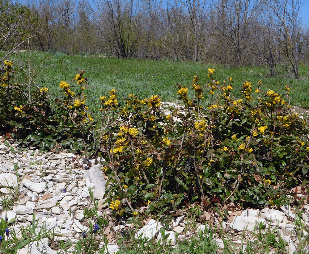 Image of Mahonia aquifolium specimen.