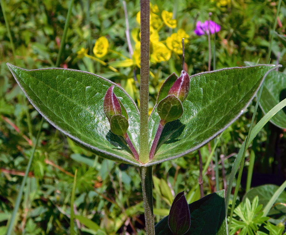 Image of Clematis integrifolia specimen.