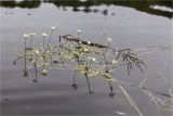 Ranunculus schmalhausenii. Верхушки цветущих растений. Мурманская обл., Кандалакшский р-н, Княжегубское вдхр., оз. Нотозеро, мелководье у берега. 24.07.2020.