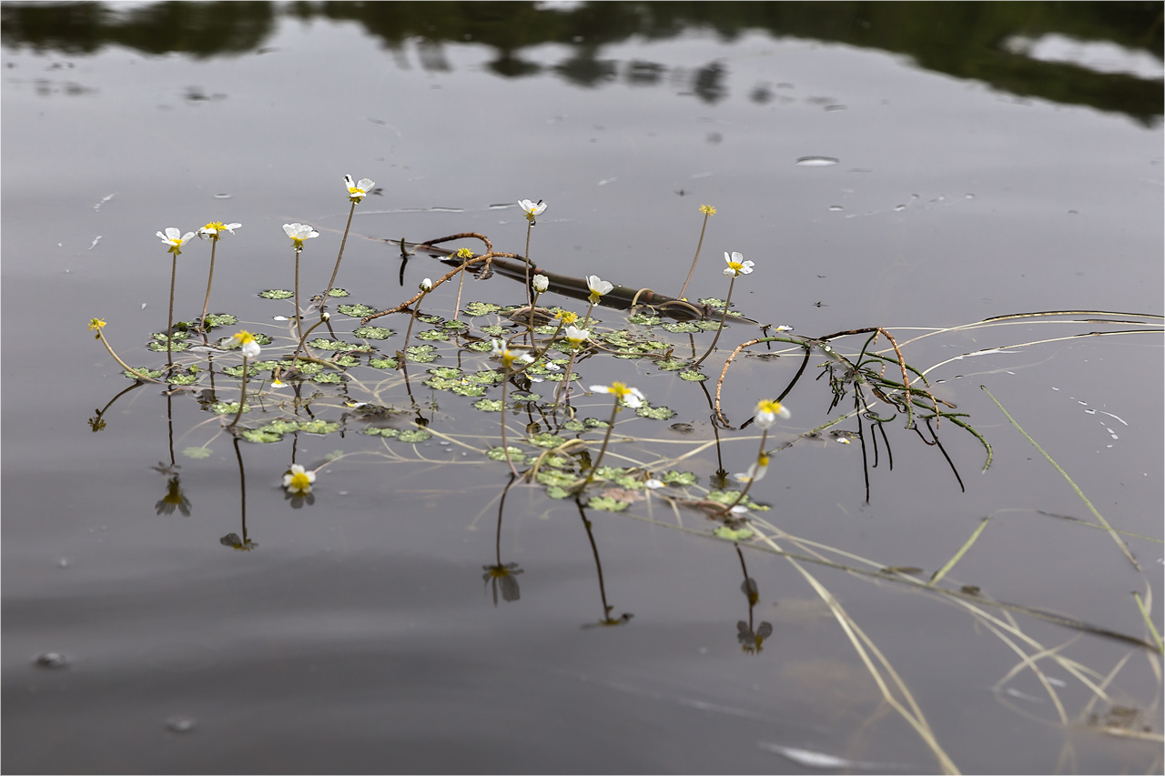 Image of Ranunculus schmalhausenii specimen.